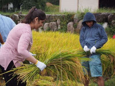 初めての稲刈り