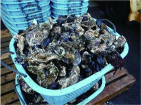 国際養殖認証（ASC認証）の取得